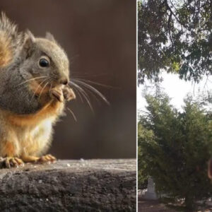 hayvana siddetin son kurbanlari sincaplar agaca asili bulundular IcnaiLDj