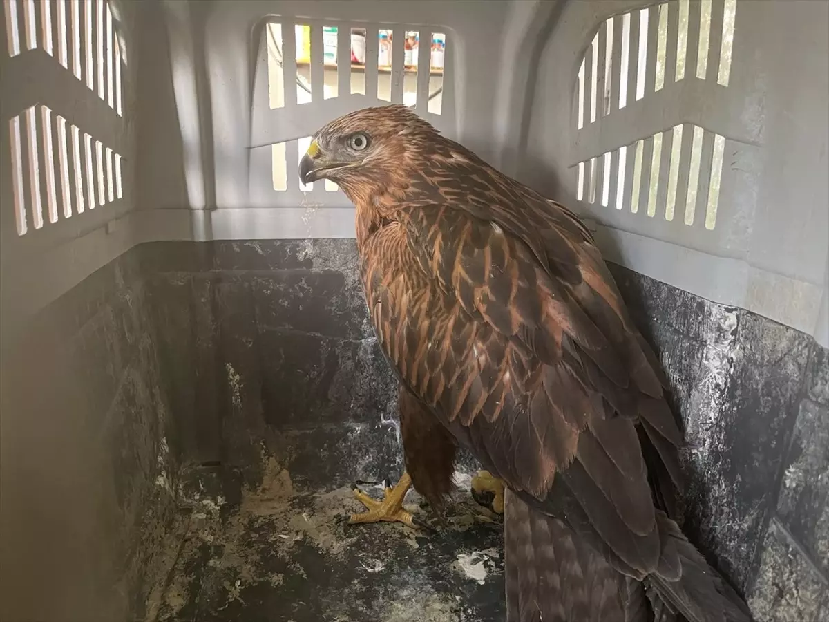 erzurumda kizil sahinler dogaya salindi 1K1QPAhd