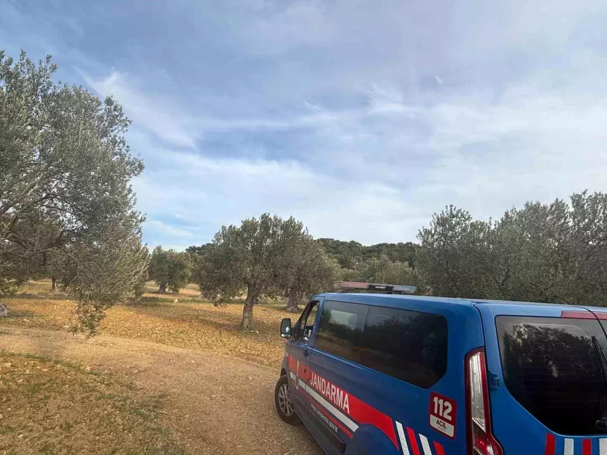 aliagada zeytin hasadi basladi guvenlik onlemleri artirildi ATGZUAYJ.jpg