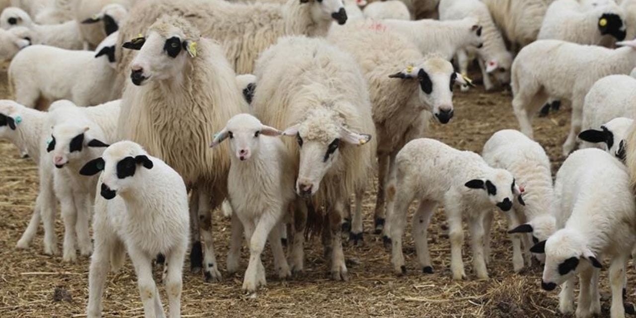 Çankırı’da Hayvan Hırsızlığı Operasyonu: Şüpheliler Ankara’da Yakalandı!