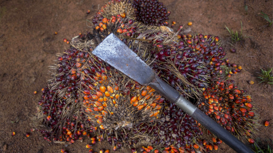 Enerji Fiyatlarındaki Artış Palm Yağı Fiyatlarını Yükseltiyor