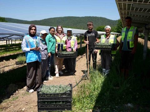 Samsun’da Yenilikçi Agrivoltaik Tarım Projesiyle Enerji ve Gıda Üretimi