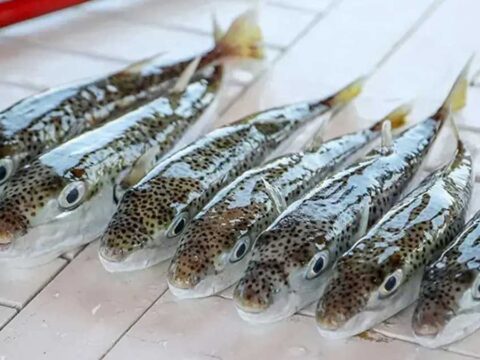 Bu baligi yakalayana kilo basina para veriyorlar cg5gZ6UL